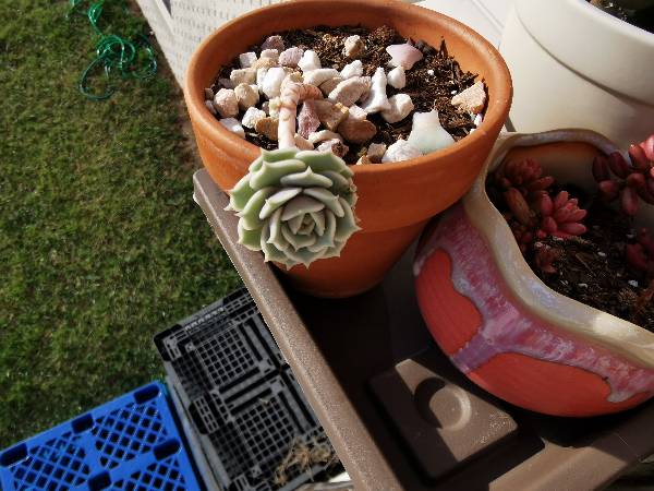 求这几盆多肉的名字
z1.jpg