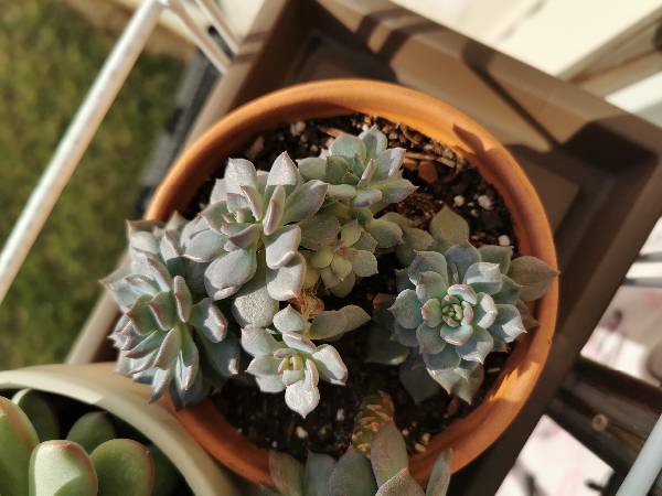 求这几盆多肉的名字
z2.jpg