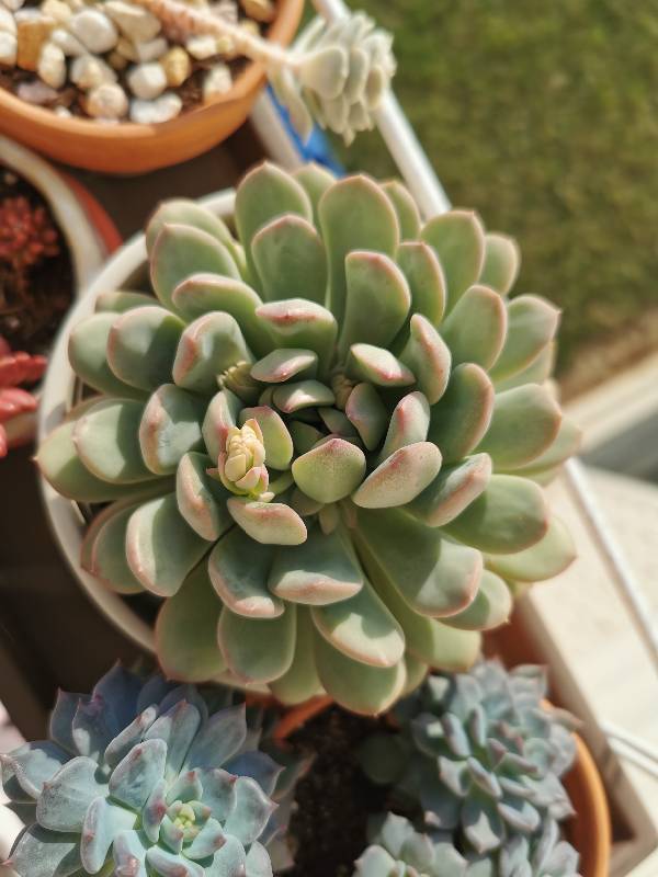 求这几盆多肉的名字
z3.jpg