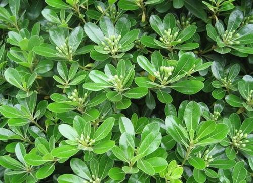 请问大侠，这是什么花？
z1.jpg