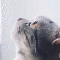 王泡芙个人百科资料与简介