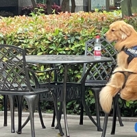 金毛路虎个人百科资料与简介