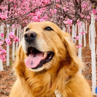 嗨皮胖胖66达顺个人百科资料与简介