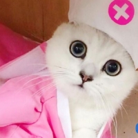 大圆子个人百科资料与简介