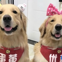 金毛蛋黄个人百科资料与简介