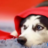 大G个人百科资料与简介